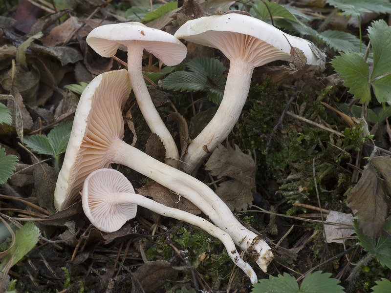 Hygrophorus hedrychii